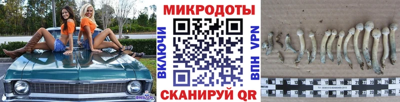 Галлюциногенные грибы Psilocybine cubensis  Александровск-Сахалинский 